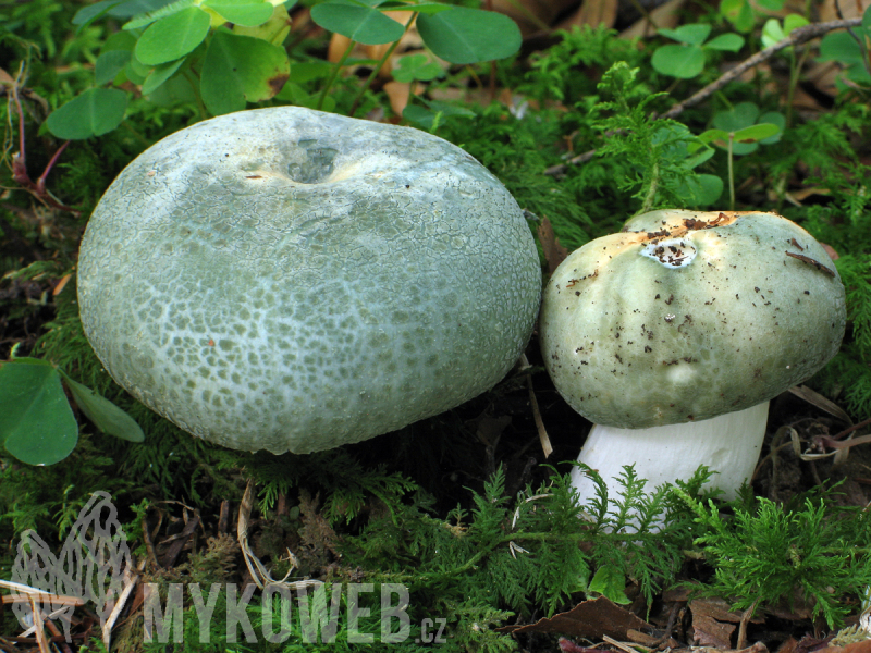 Russula virescens