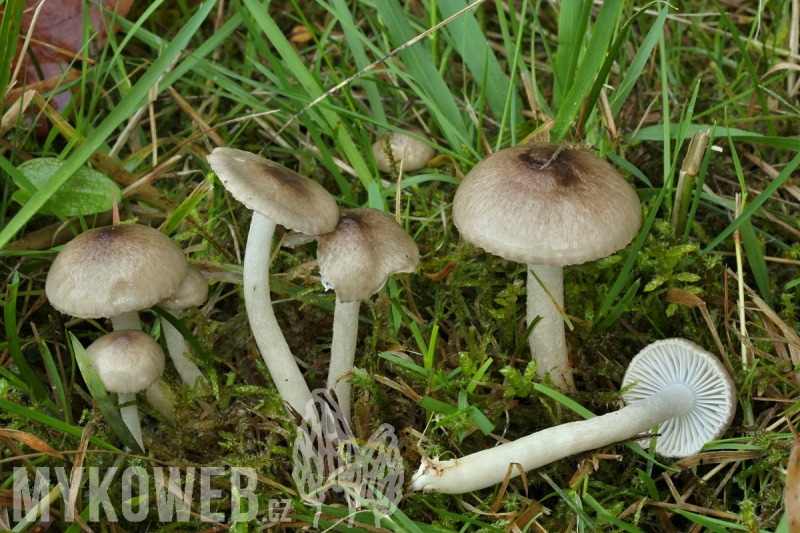 Hygrophorus pustulatus