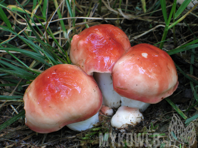 Russula pseudointegra