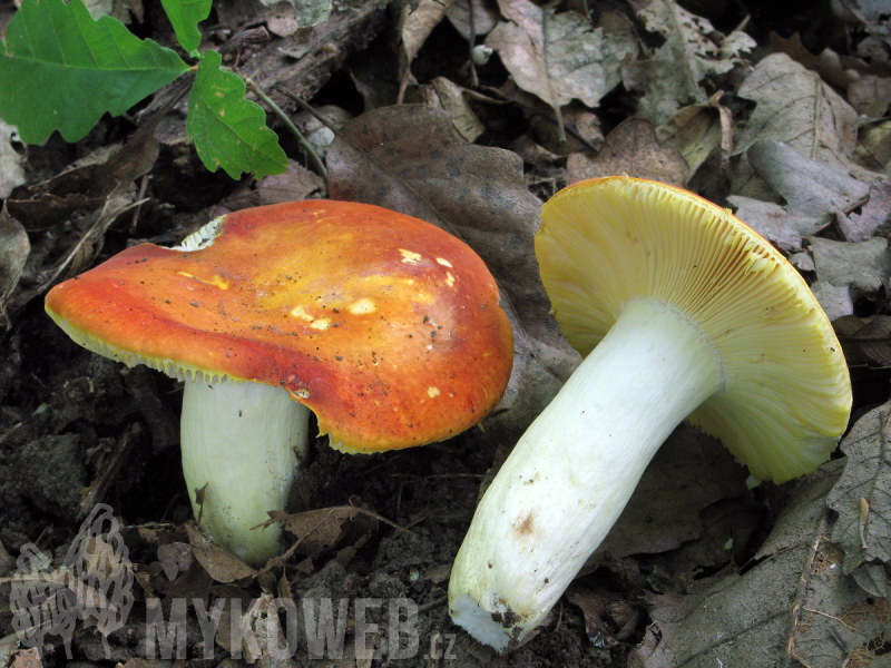 Russula aurea