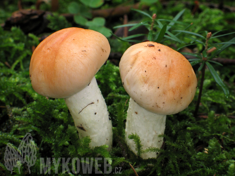 Hygrophorus pudorinus