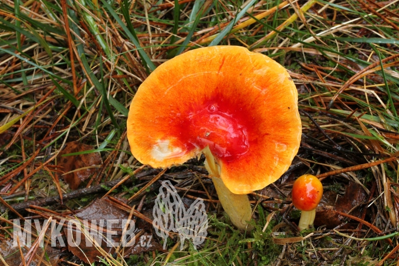 Hygrophorus aureus