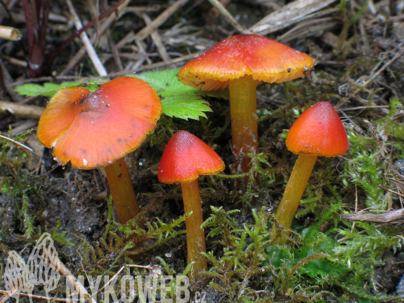 Hygrocybe conica