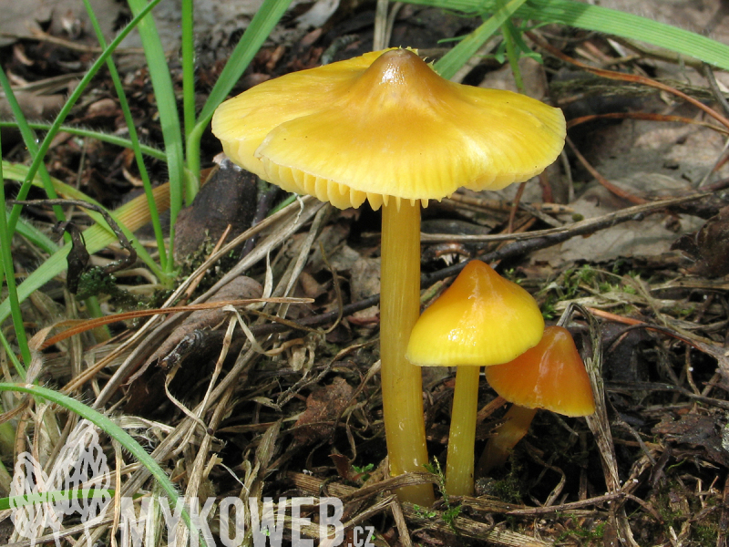 Hygrocybe acutoconica