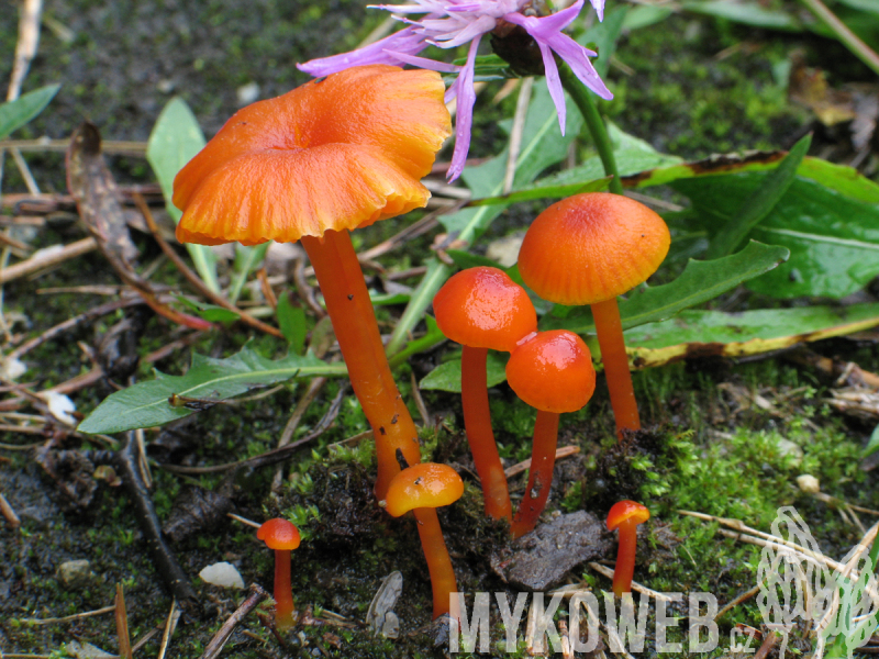 Hygrocybe calciphila