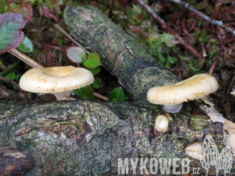 Lentinus suavissimus