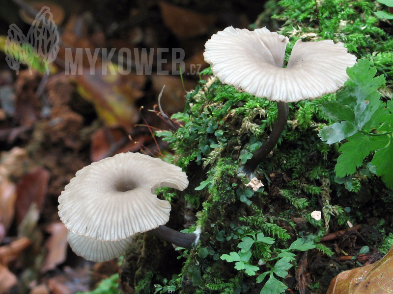 Omphalina epichysium