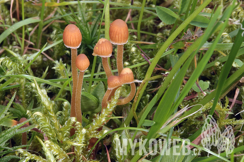 Galerina atkinsoniana