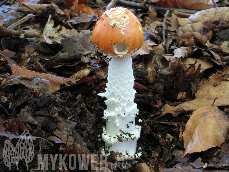 Amanita eliae