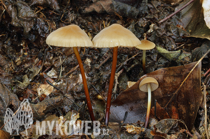 Marasmius cohaerens