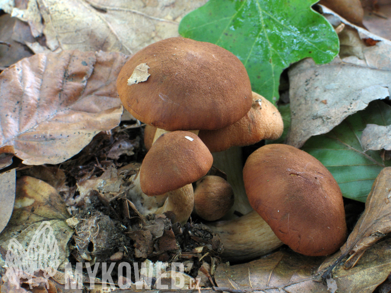 Cortinarius orellanus