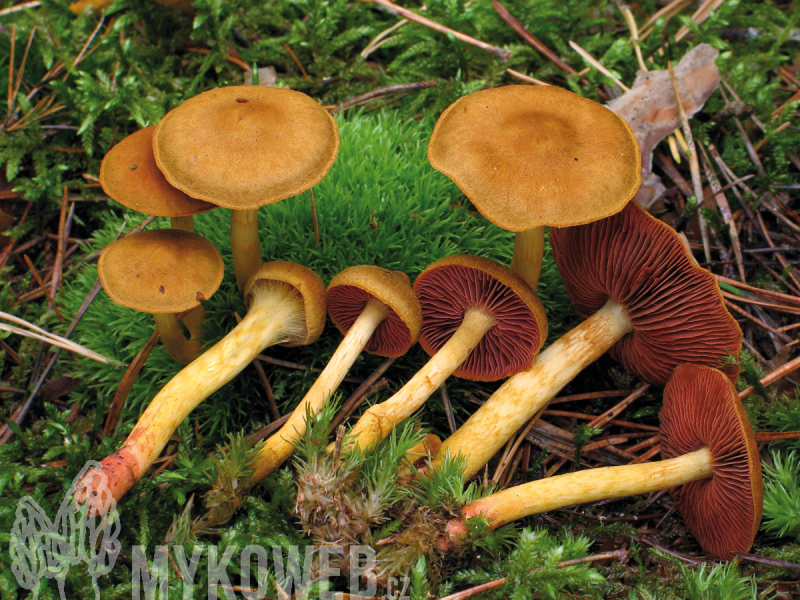 Cortinarius semisanguineus