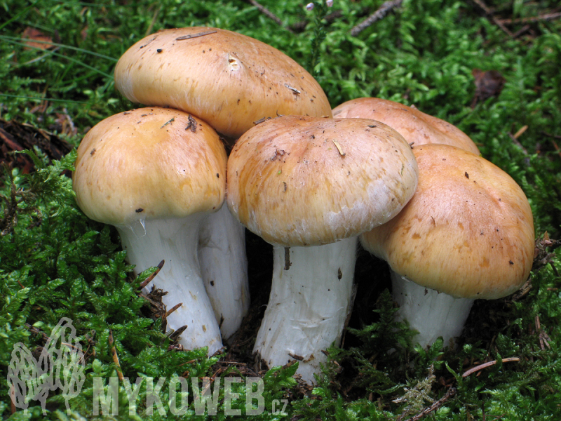 Cortinarius crassus