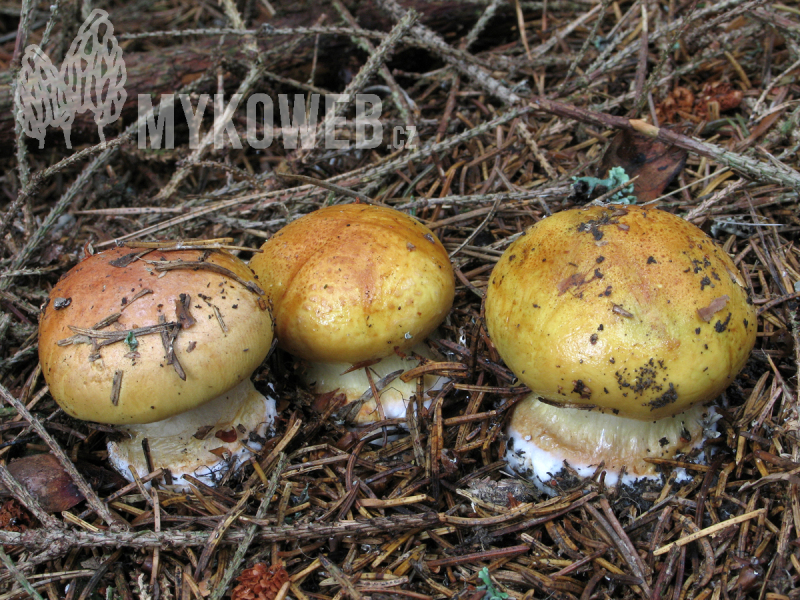 Cortinarius aureofulvus