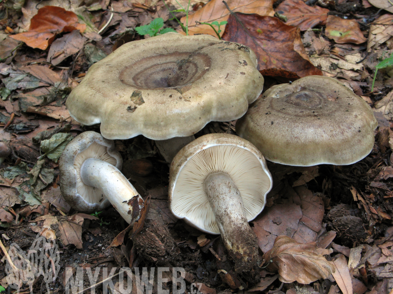 Lactarius fluens