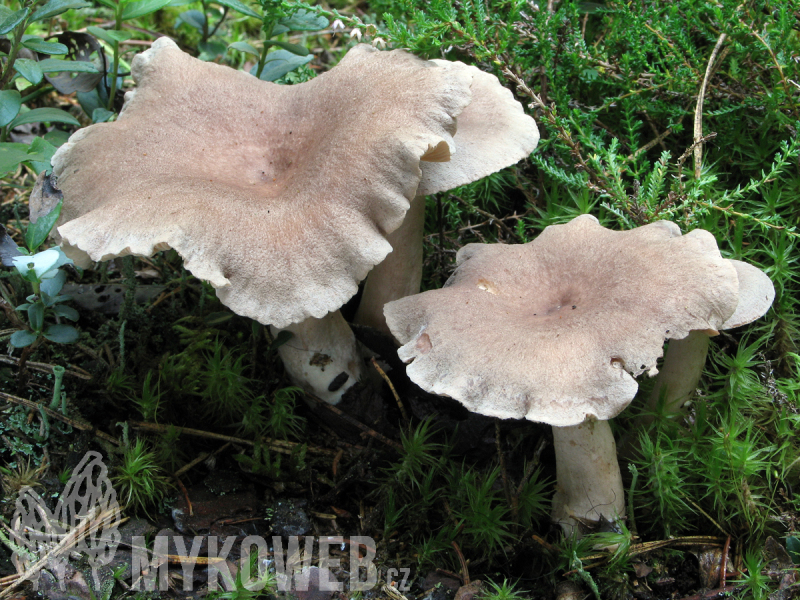 Lactarius mammosus