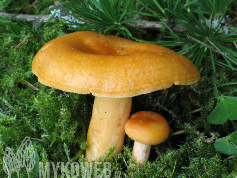 Lactarius porninsis