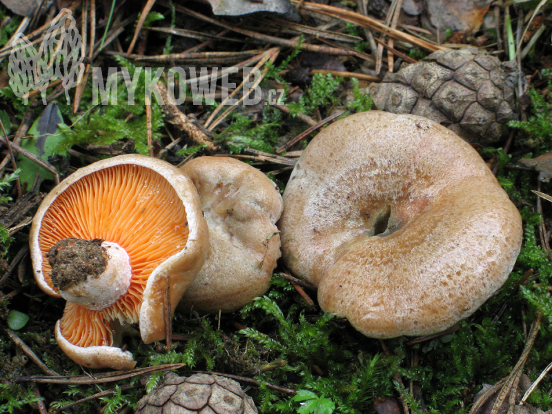 Lactarius quieticolor