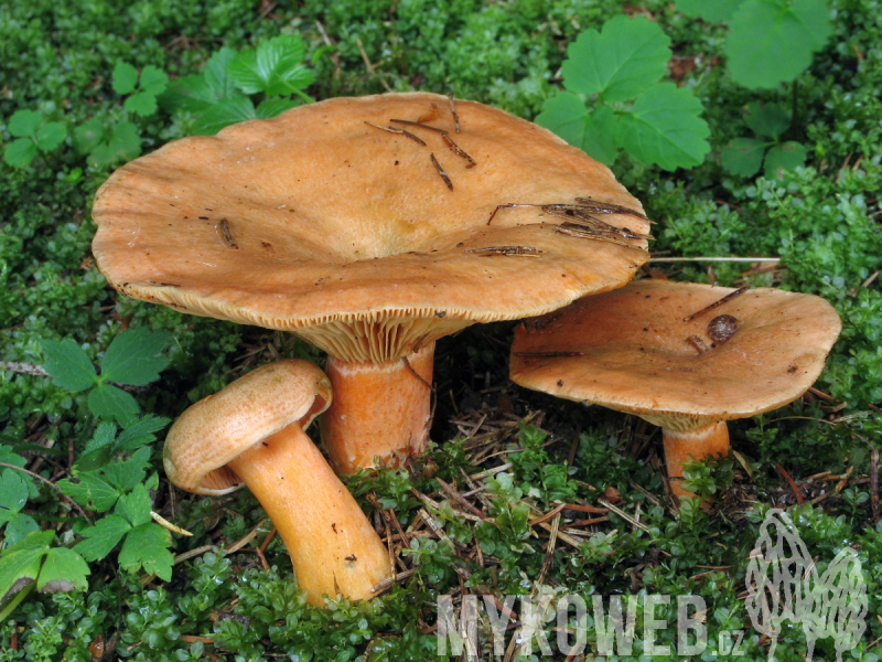 Lactarius deterrimus