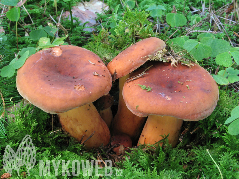 Lactarius volemus