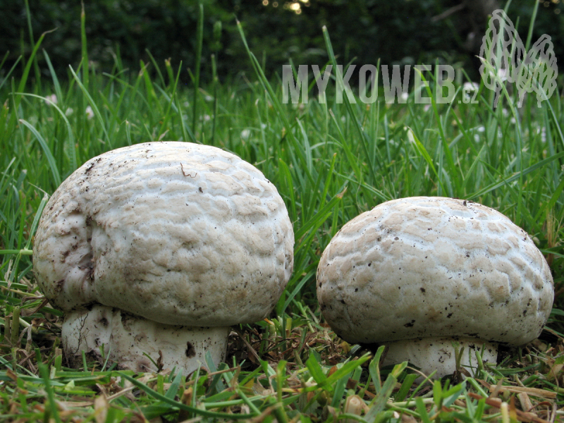 Agaricus bernardii