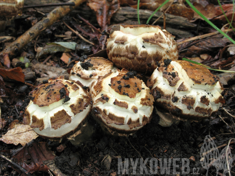 Agaricus bohusii