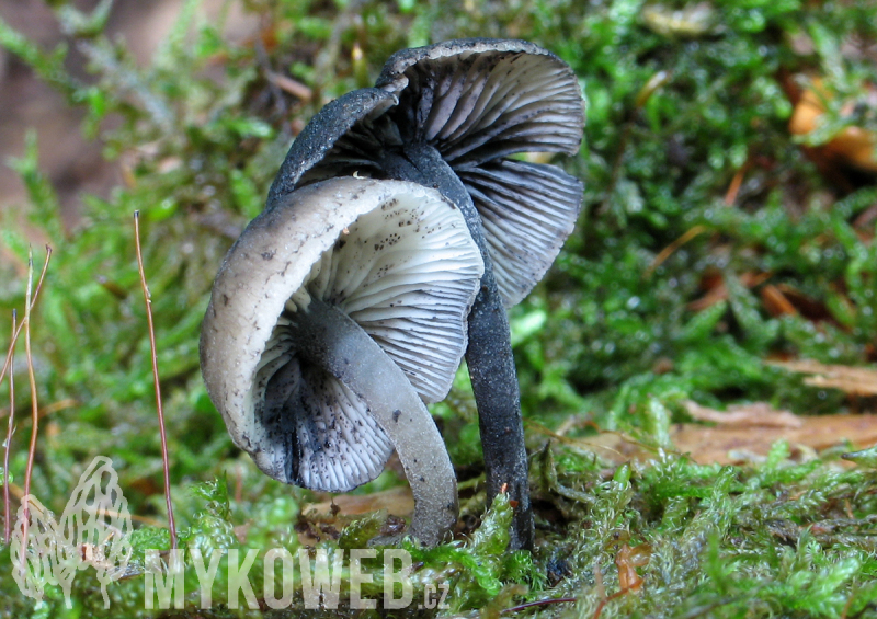 Hydropus atramentosus