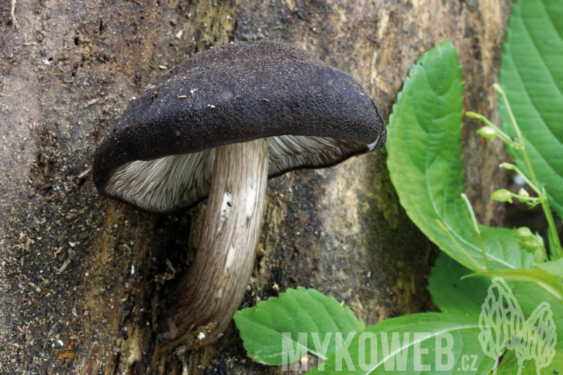 Pluteus atromarginatus