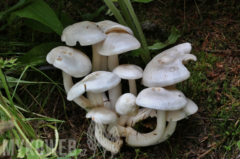 Leucocybe connata