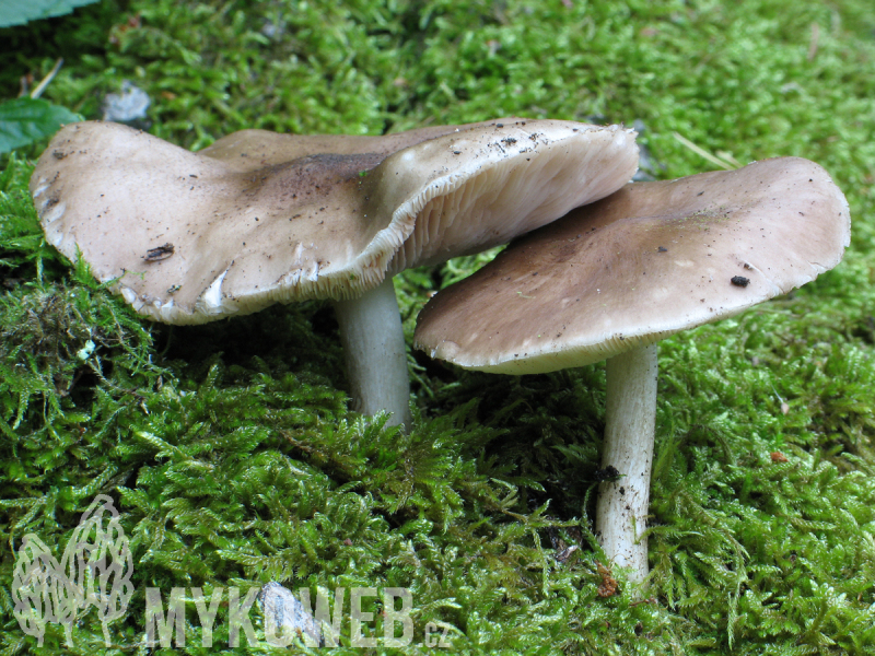 Pluteus cervinus