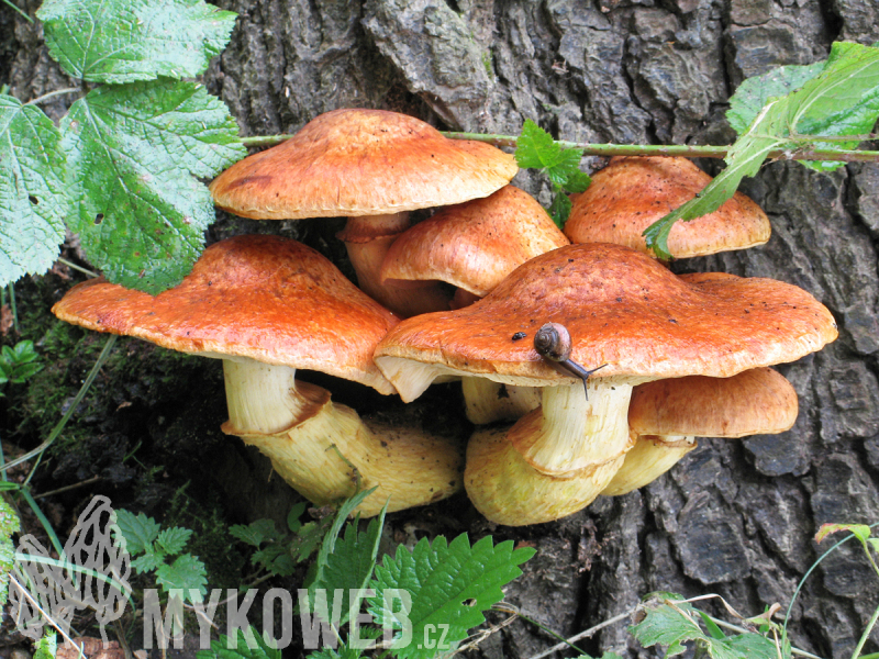 Gymnopilus spectabilis