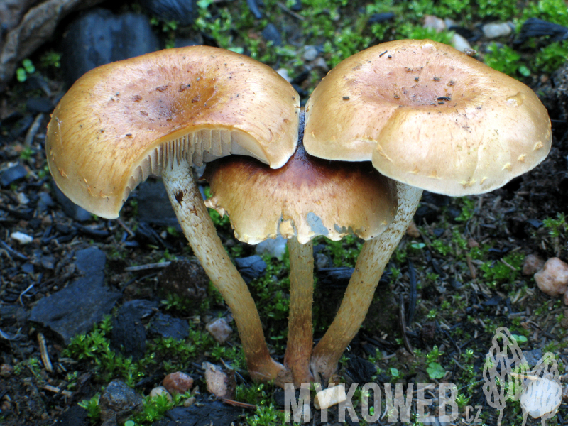 Pholiota highlandensis