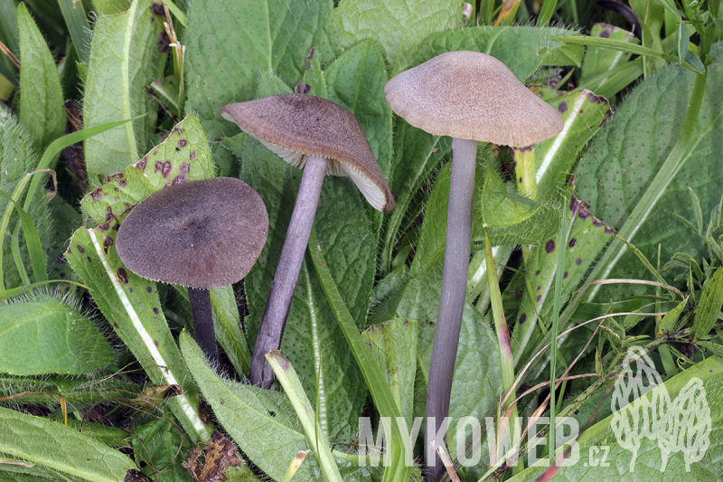 Entoloma griseocyaneum