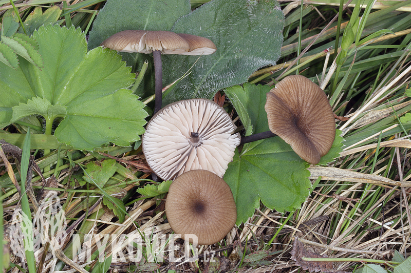 Entoloma lividocyanulum