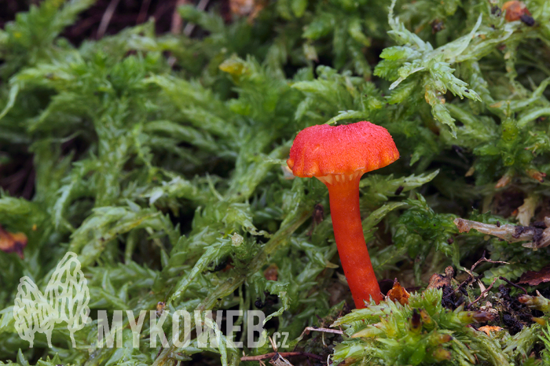 Hygrocybe cantharellus