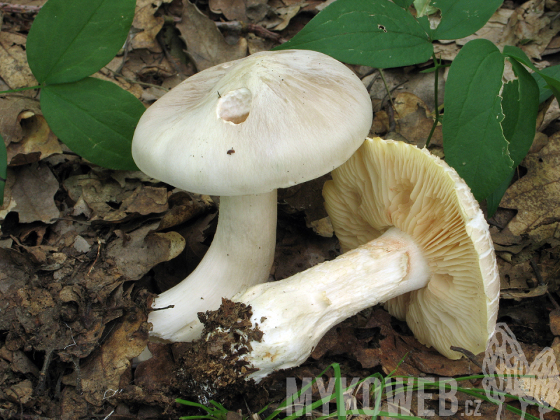 Entoloma sinuatum