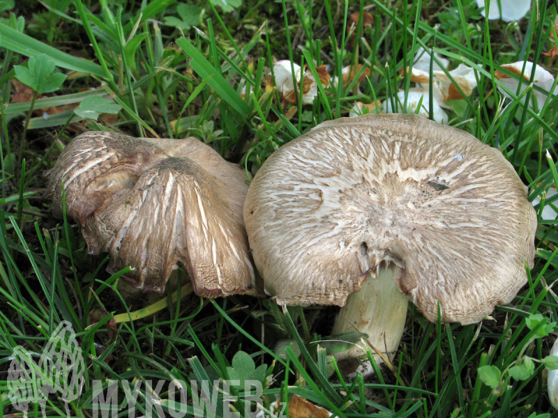 Entoloma clypeatum