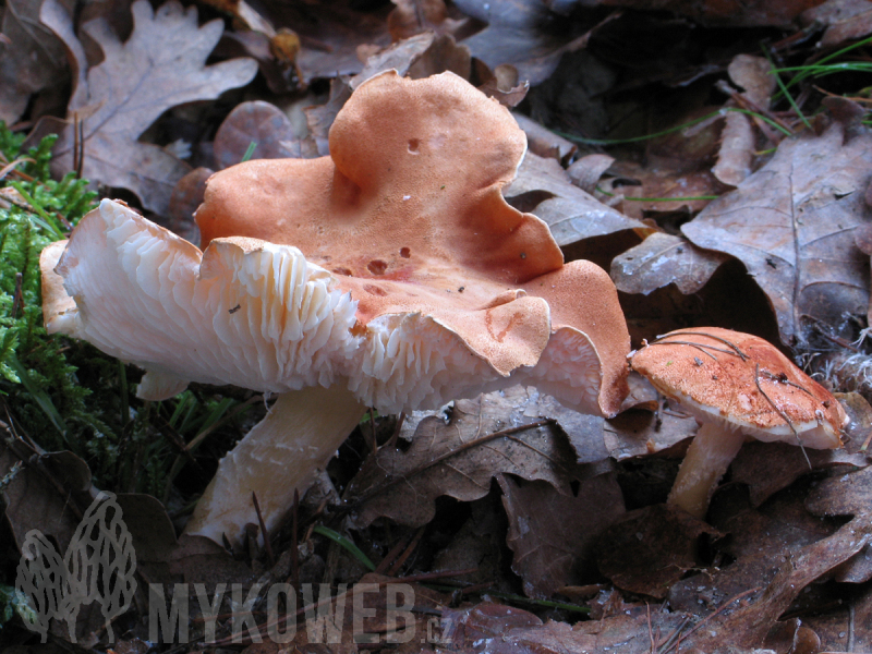 Cystodermella cinnabarina