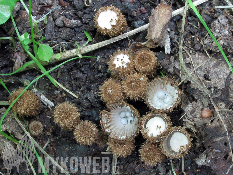 Cyathus striatus