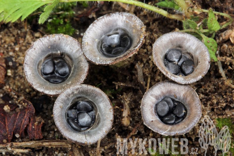 Cyathus stercoreus