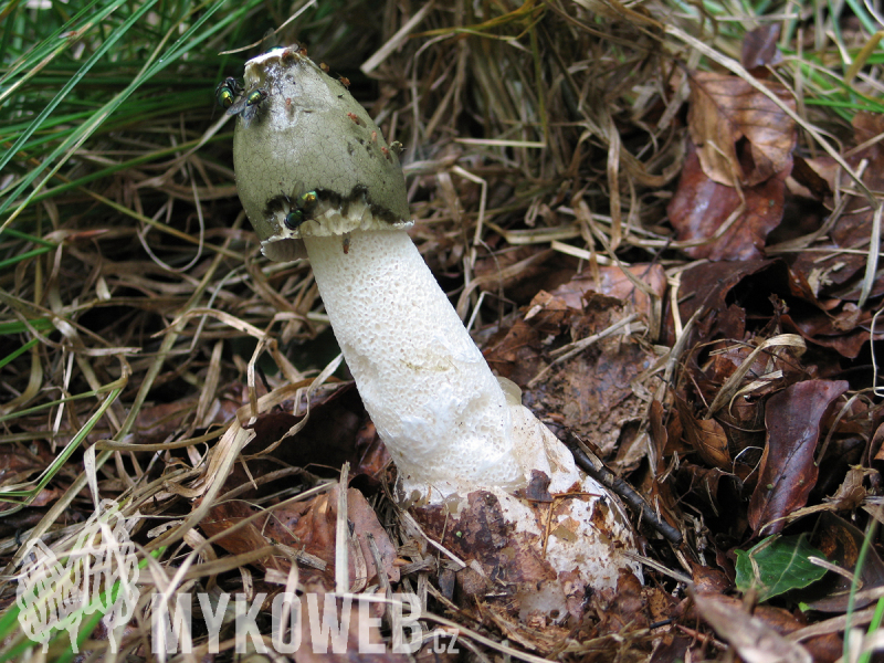 Phallus impudicus