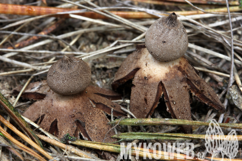 Geastrum campestre