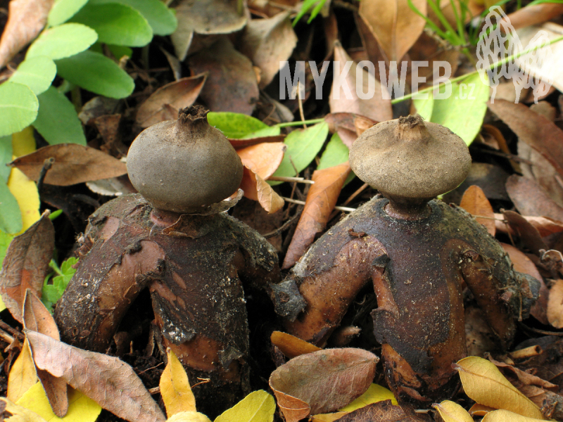 Geastrum fornicatum