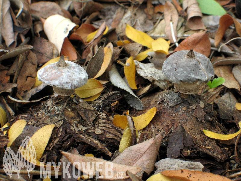 Geastrum striatum