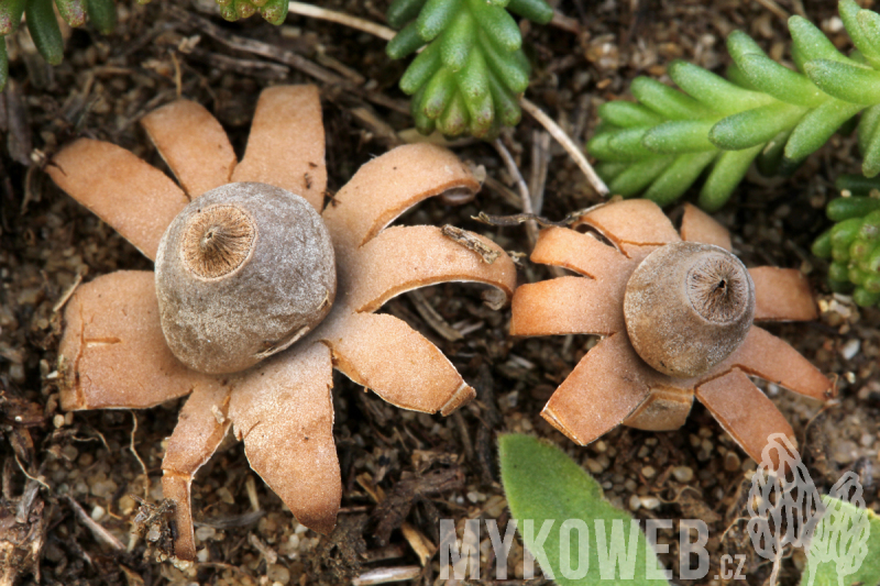 Geastrum hungaricum