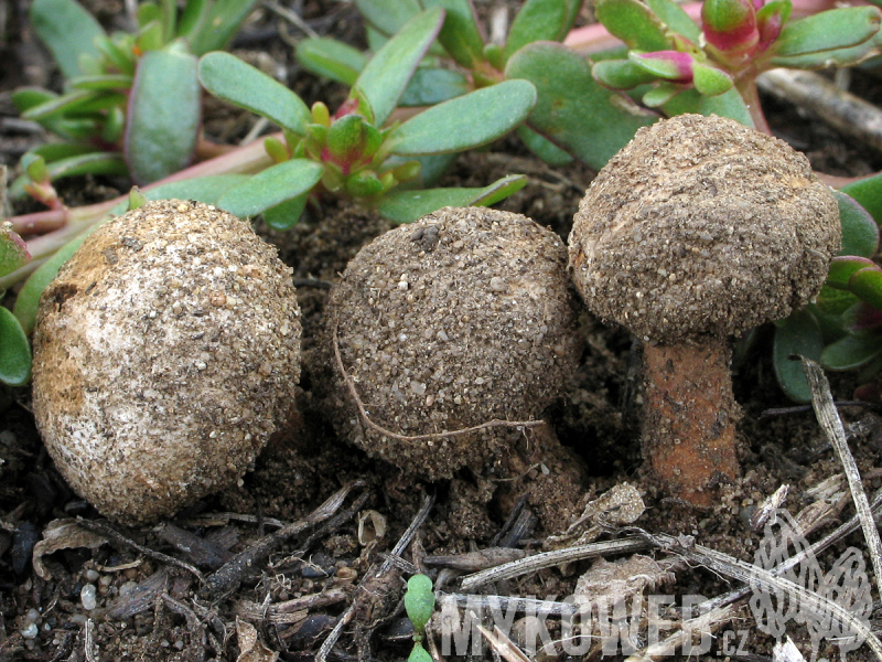 Tulostoma fimbriatum