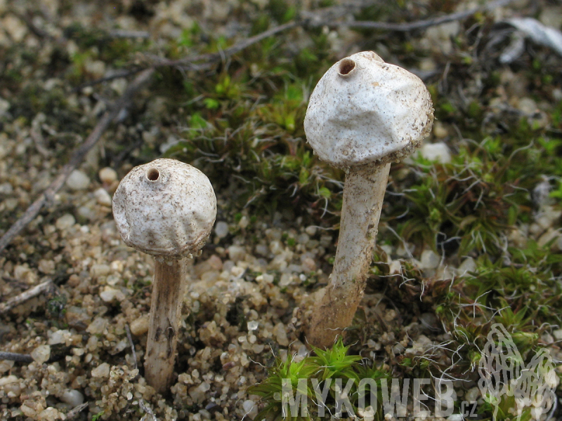 Tulostoma kotlabae