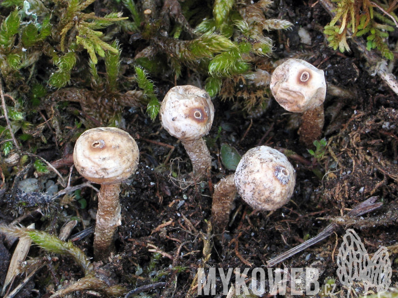 Tulostoma brumale