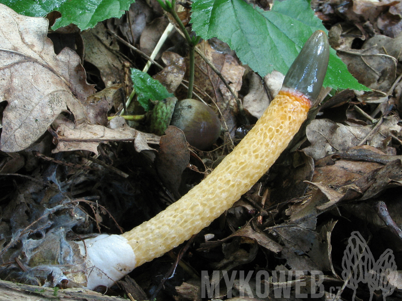 Mutinus caninus