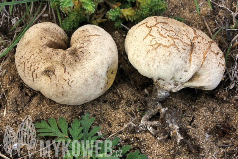 Calvatia candida
